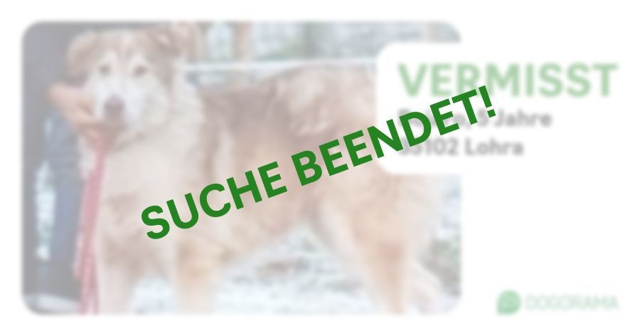 Suchmeldung-Bojaro-Profilbild