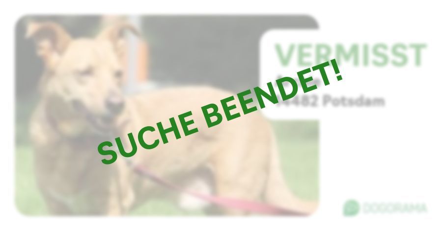 Suchmeldung-Archie-Profilbild