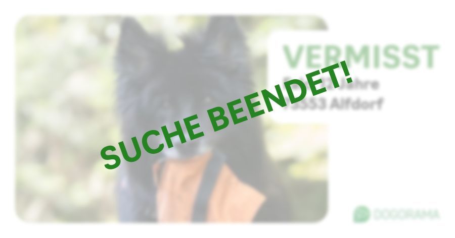 Suchmeldung-Falc-Profilbild