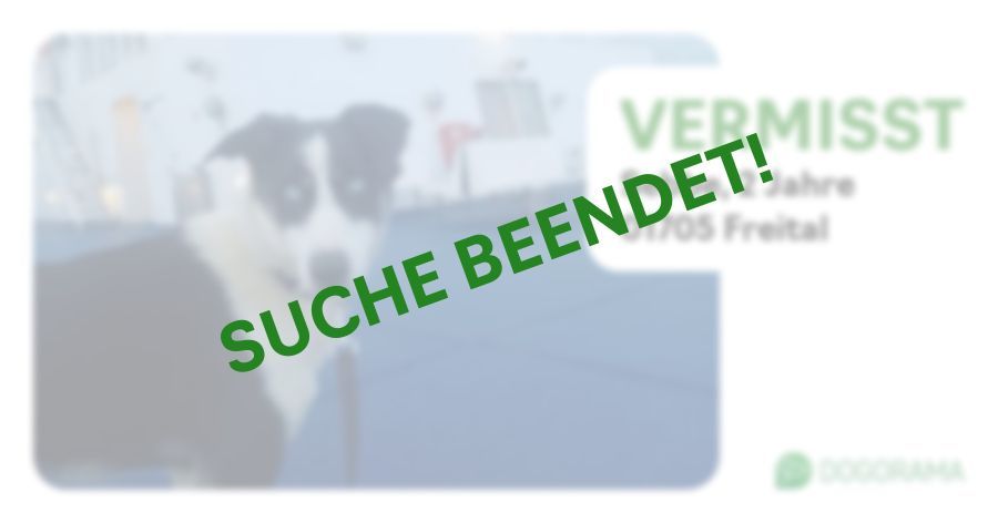 Suchmeldung-Sebbe-Profilbild