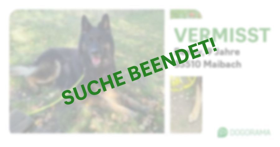 Suchmeldung-Benny-Profilbild