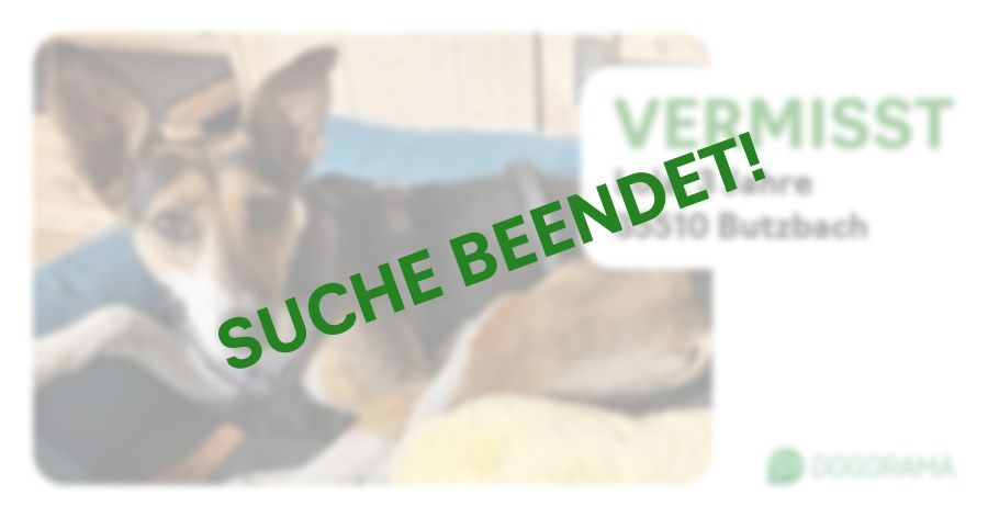 Suchmeldung-Lola-Profilbild