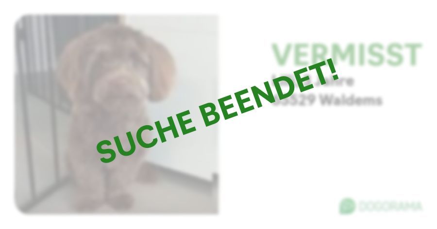 Suchmeldung-Lilli-Profilbild