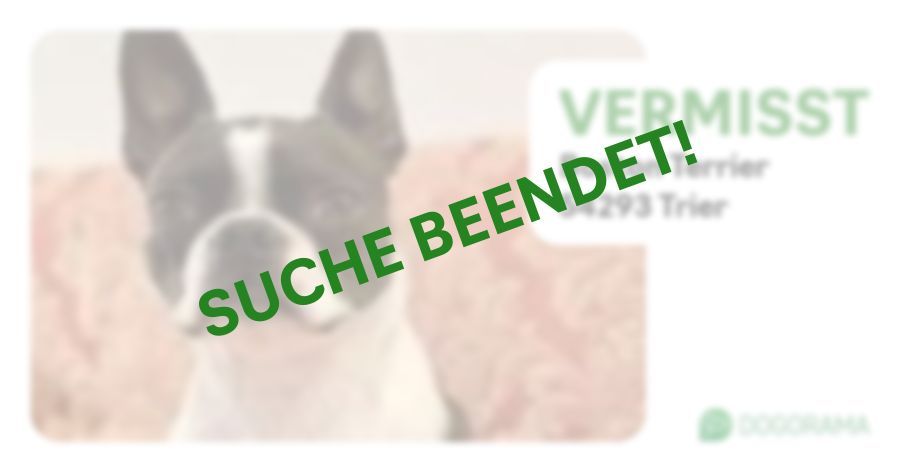Suchmeldung-Boston Terrier-Profilbild