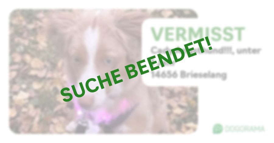 Suchmeldung-Cady Angsthund!!!-Profilbild