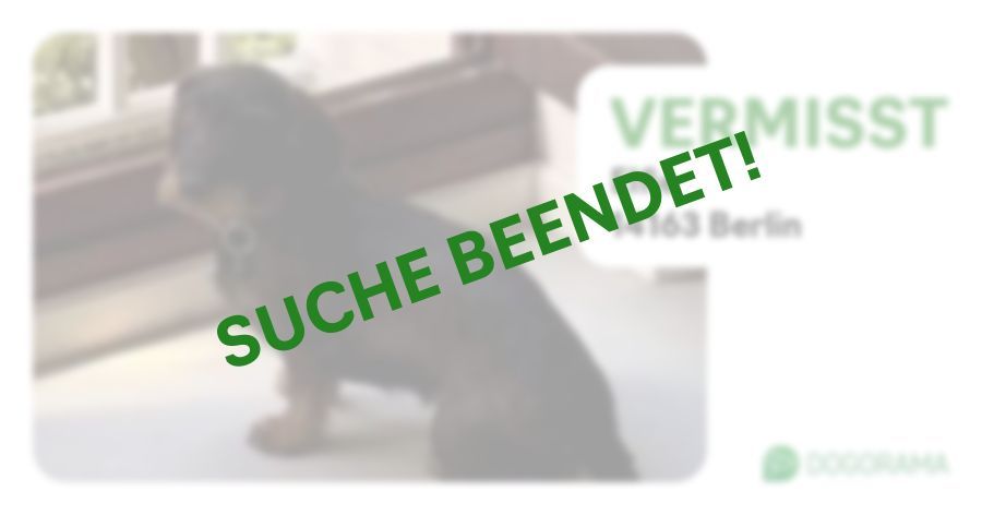 Suchmeldung-Elfie-Profilbild