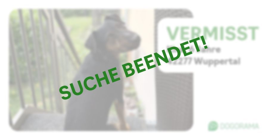 Suchmeldung-Kira-Profilbild