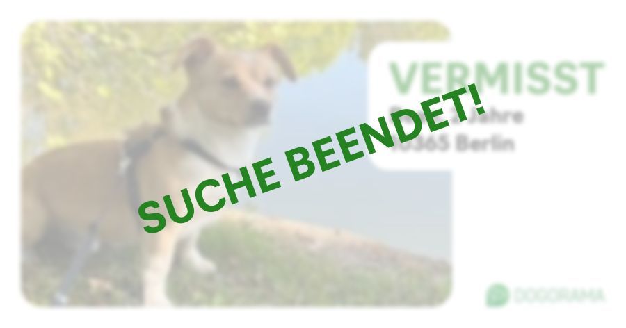 Suchmeldung-Bean-Profilbild