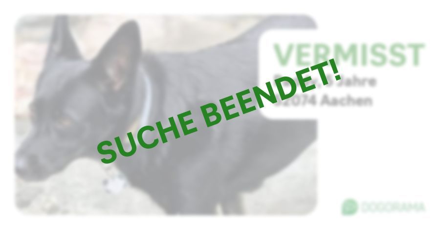 Suchmeldung-Paddy-Profilbild