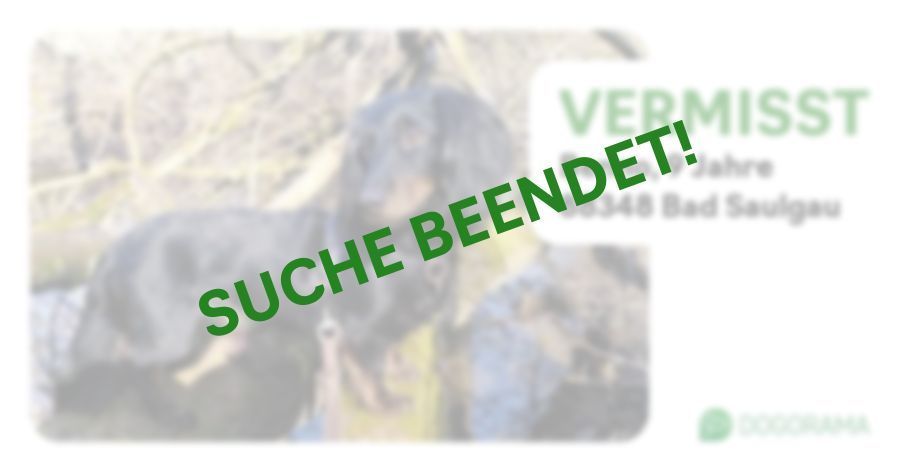Suchmeldung-Benno-Profilbild