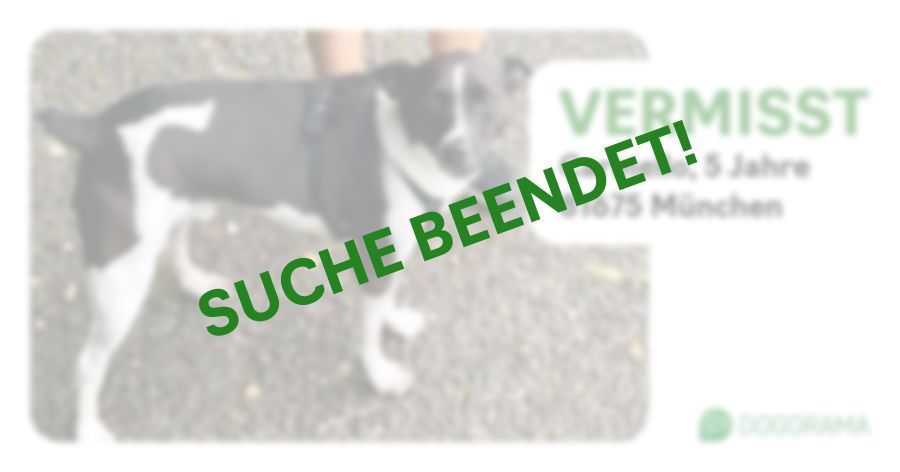 Suchmeldung-Carmello-Profilbild