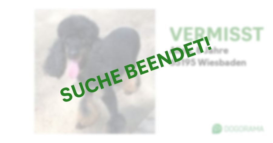 Suchmeldung-Alina-Profilbild