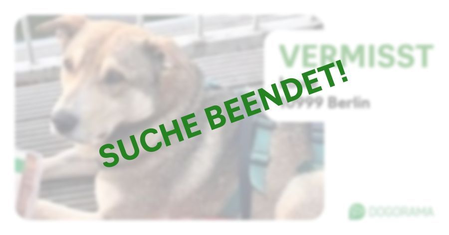 Suchmeldung-Louie-Profilbild