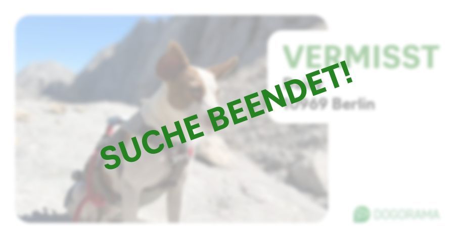 Suchmeldung-Daisy-Profilbild