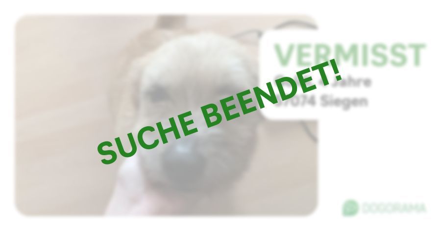 Suchmeldung-Goldi-Profilbild