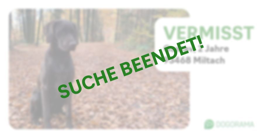 Suchmeldung-Gustav-Profilbild