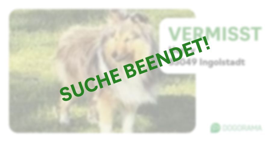 Suchmeldung-Henry-Profilbild