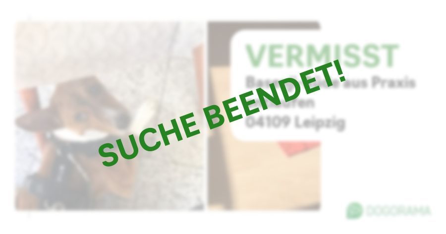 Suchmeldung-Basenji-Rüde aus Praxis entlaufen-Profilbild