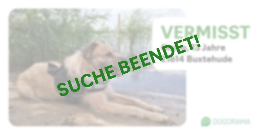 Suchmeldung-Gizmo-Profilbild