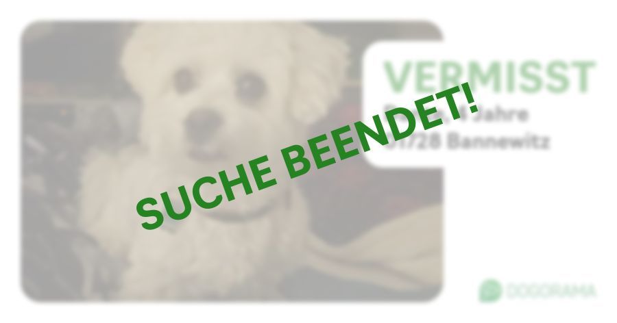 Suchmeldung-Dante-Profilbild