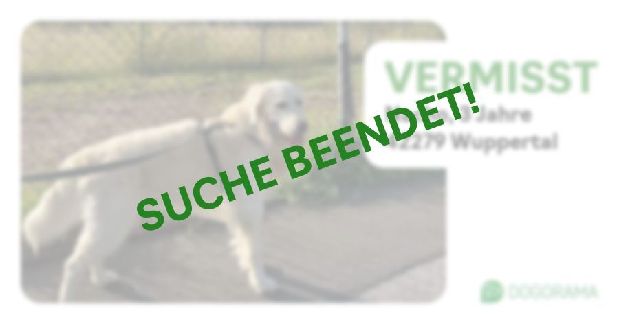 Suchmeldung-Nacho-Profilbild