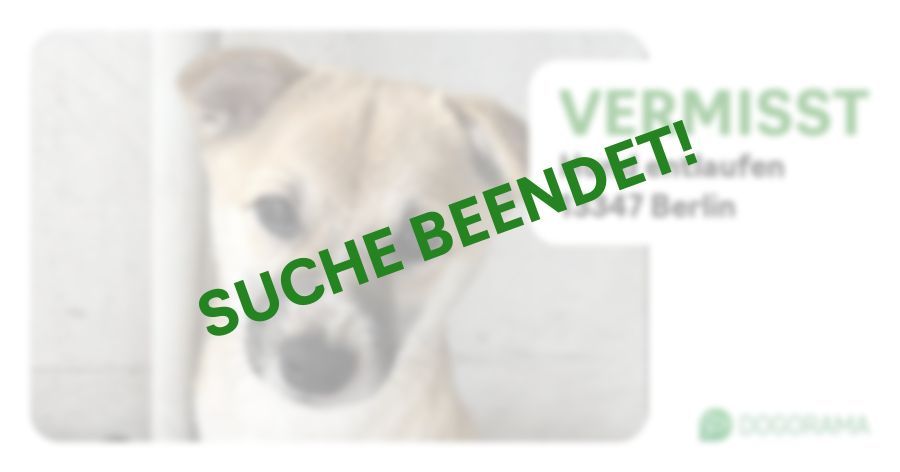Suchmeldung-Hund entlaufen-Profilbild