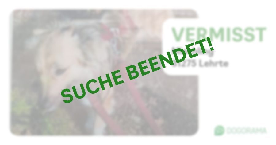 Suchmeldung-Mischling-Profilbild