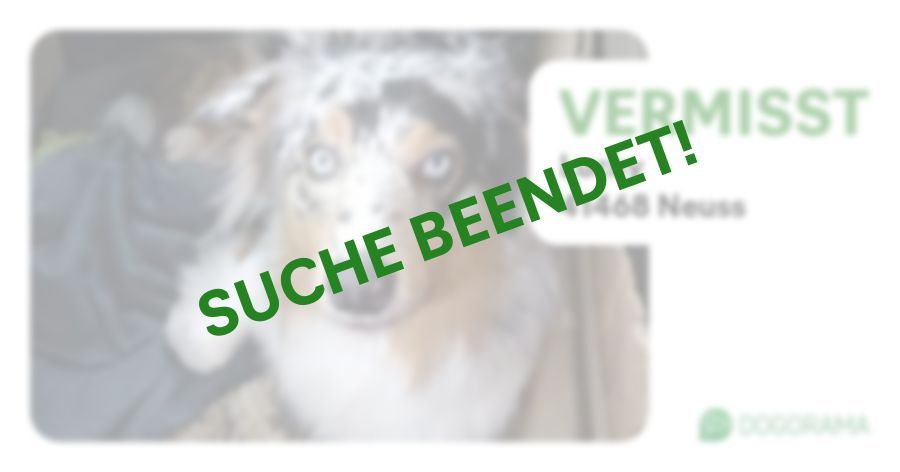 Suchmeldung-Lucky-Profilbild