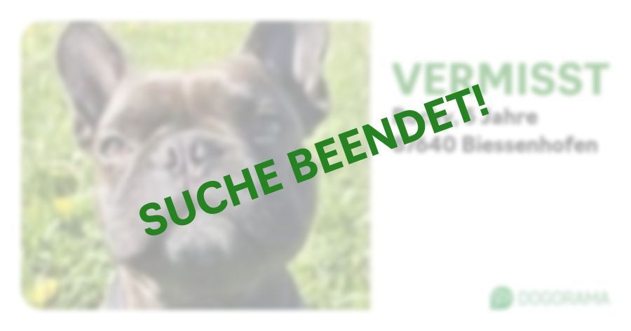 Suchmeldung-Rocky-Profilbild