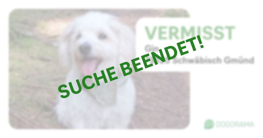 Suchmeldung-Gin-Profilbild