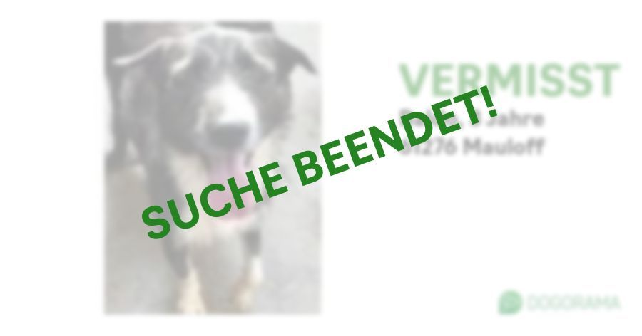 Suchmeldung-Baldo-Profilbild