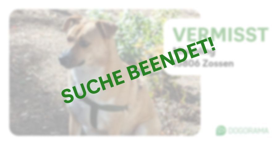 Suchmeldung-Mischling-Profilbild