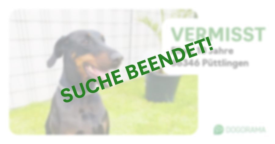 Suchmeldung-Filou-Profilbild