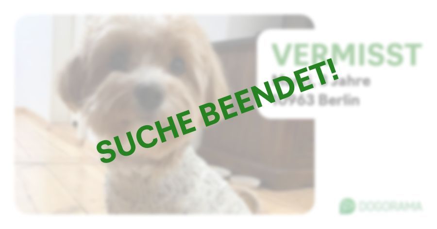 Suchmeldung-Marci-Profilbild