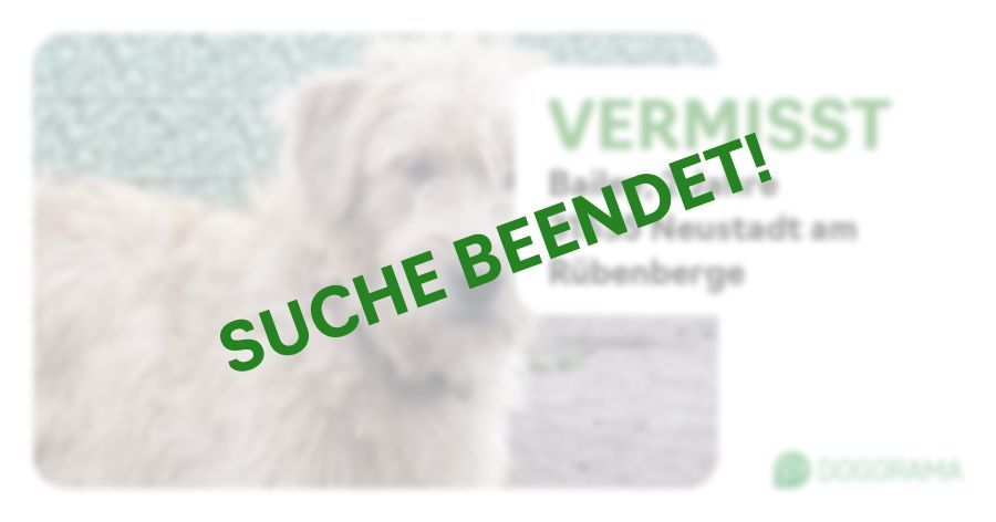 Suchmeldung-Bailey-Profilbild