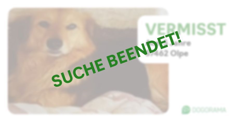 Suchmeldung-Ace-Profilbild