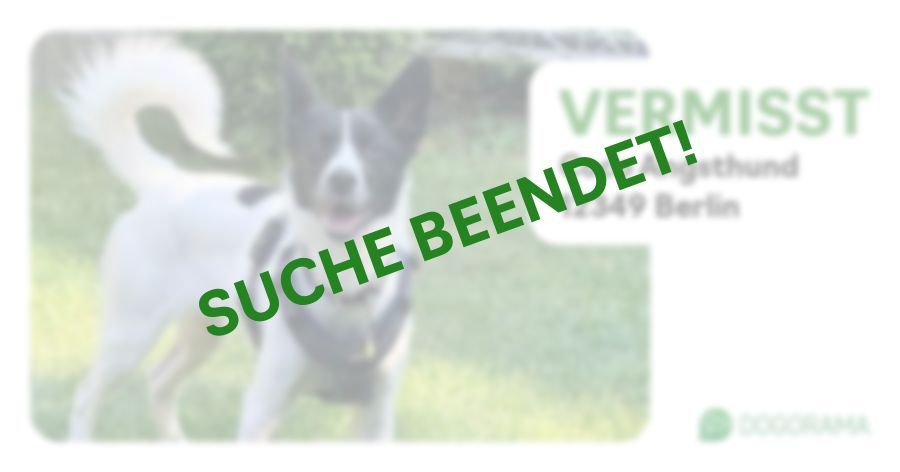 Suchmeldung-Coco Angsthund-Profilbild