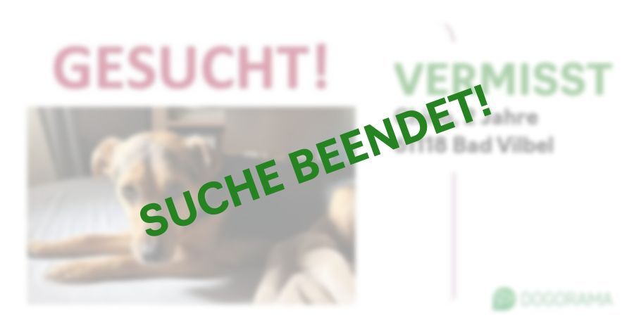 Suchmeldung-Chino-Profilbild