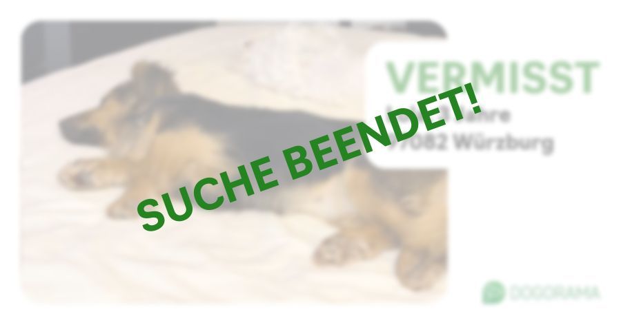 Suchmeldung-Lola-Profilbild