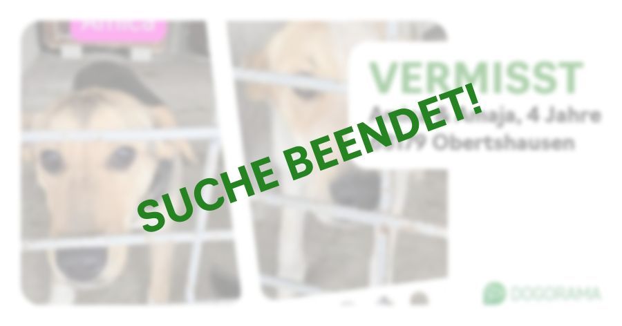 Suchmeldung-Amica & Amaja-Profilbild