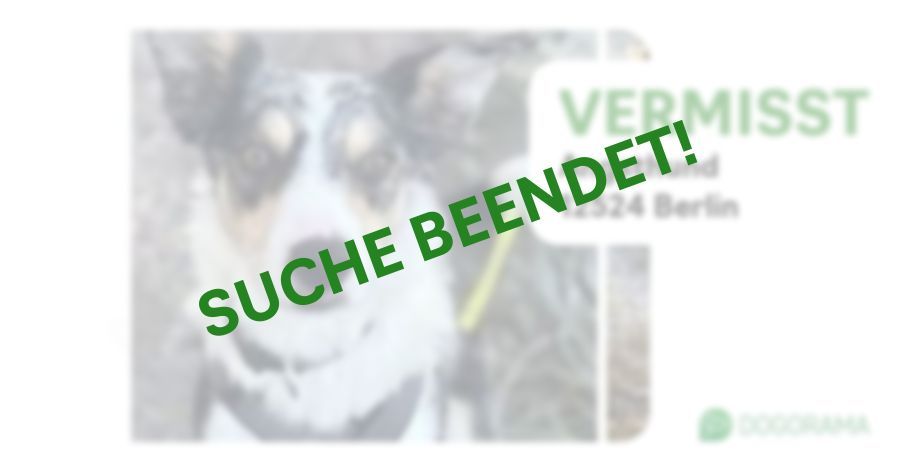 Suchmeldung-Angsthund-Profilbild