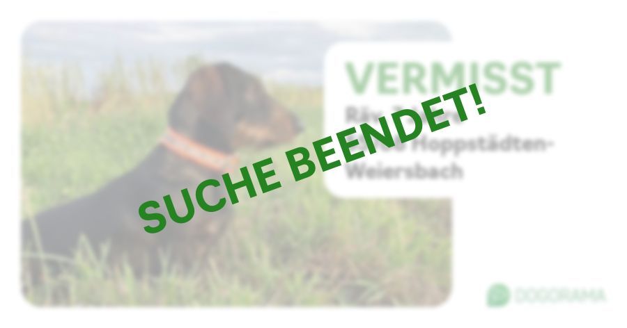 Suchmeldung-Räv-Profilbild