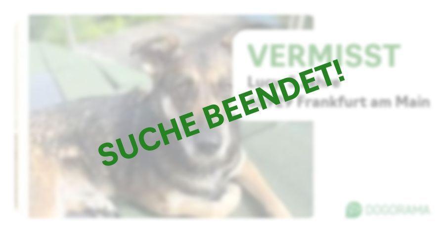Suchmeldung-Lucy-Profilbild