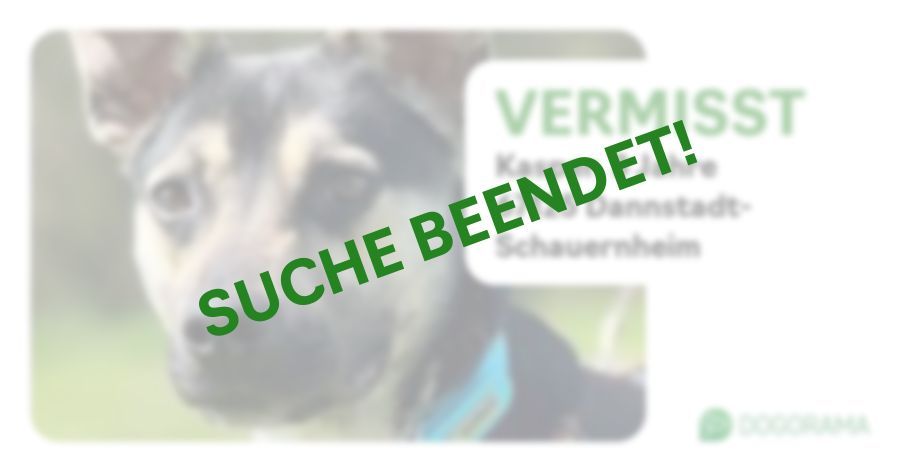 Suchmeldung-Kasper-Profilbild