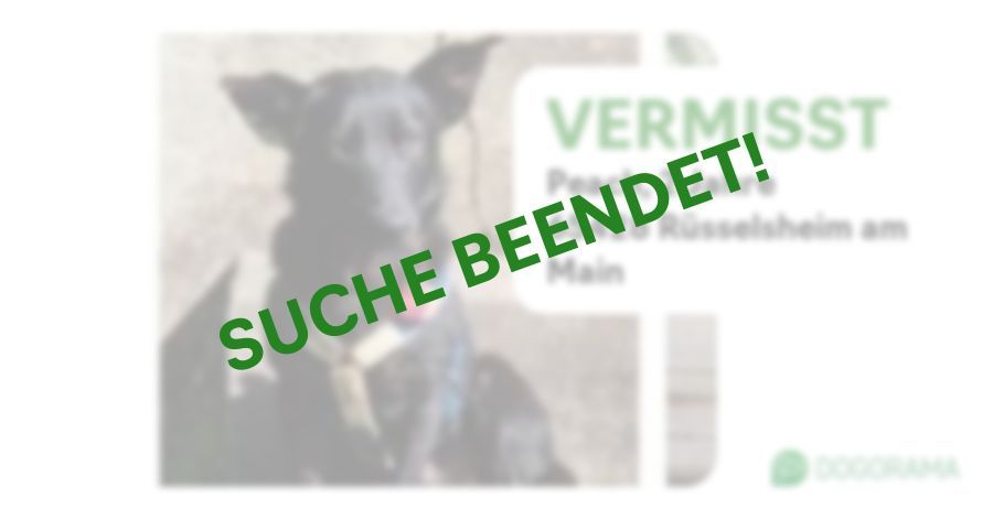 Suchmeldung-Peach-Profilbild