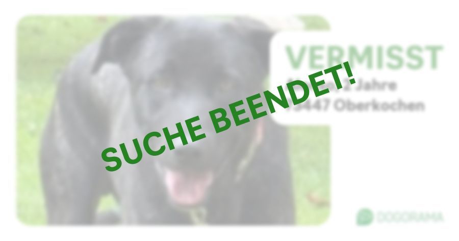 Suchmeldung-Alonso-Profilbild