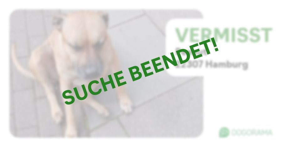 Hund Peanut wird in Hamburg vermisst! Dogorama App