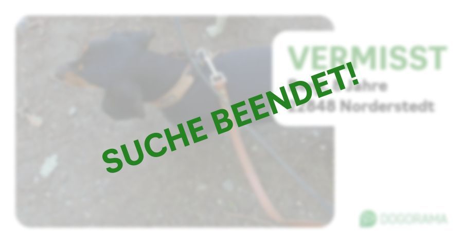 Hund Benji wird in Norderstedt vermisst! Dogorama App