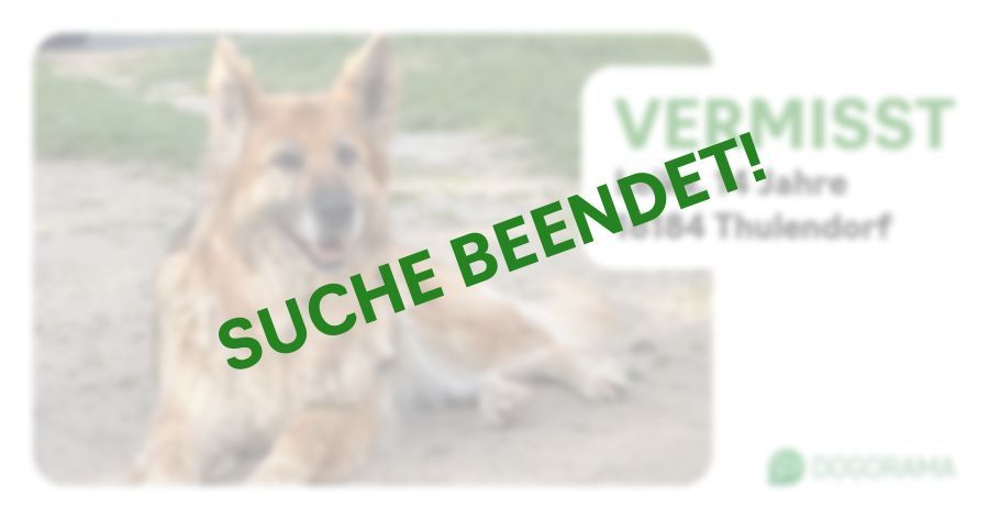 Hund Leika wird in Thulendorf vermisst! Dogorama App