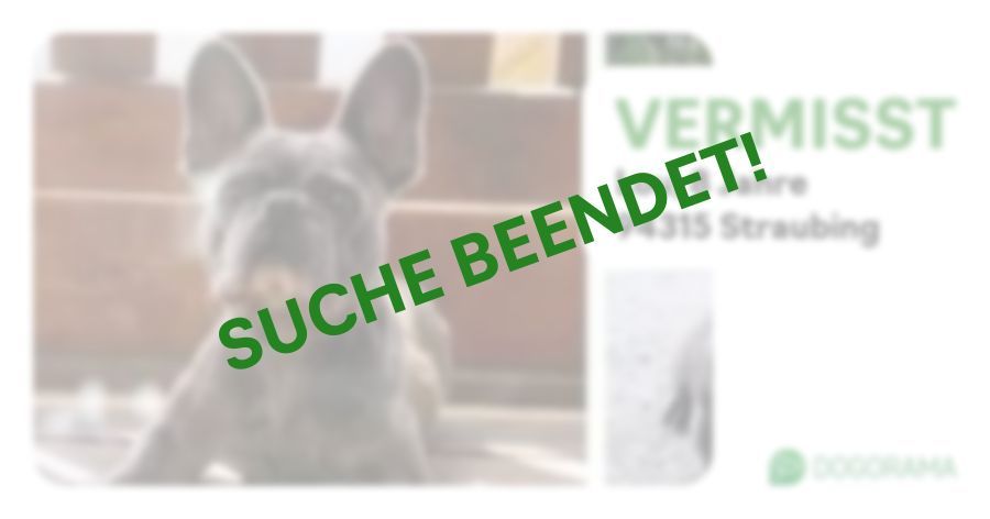 Hund Lou wird in Straubing vermisst! Dogorama App